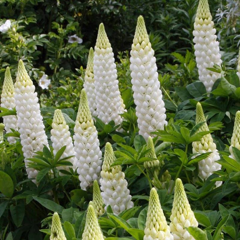 Lupinus mini Gallery White  - лупина ниска  бяла (1558)